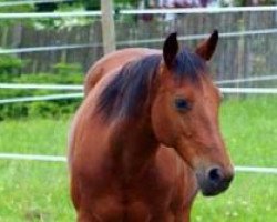 broodmare HVR Big Epitome Girl (Quarter Horse, 2000, from Epitome Olena)