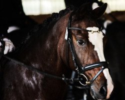 dressage horse Da Vinci 48 (German Riding Pony, 1993, from Valido)