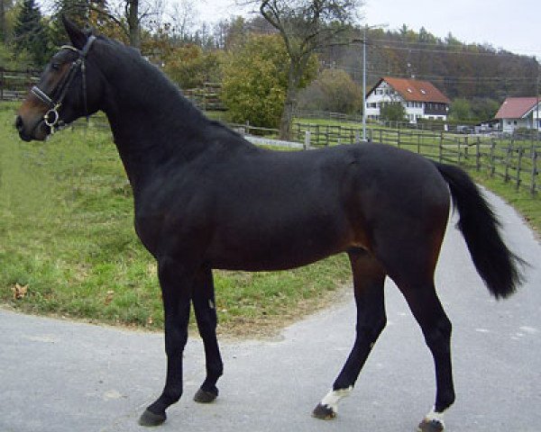 Pferd Rock On (Württemberger, 2004, von Rockwell)