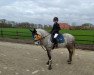 Dressurpferd New Dawn Blossom (Irish Sport Horse, 2016)