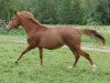 broodmare Lady Leara (Westphalian, 2010, from Light On OLD)