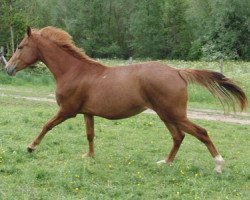 broodmare Lady Leara (Westphalian, 2010, from Light On OLD)