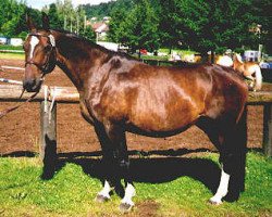 broodmare Piroschka (Württemberger, 1986, from Palisador)