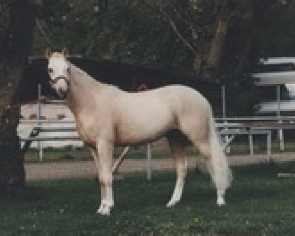 Pferd Rarontonango (Deutsches Reitpony, 1988, von Red Ro.Voltaire)