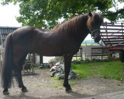 Pferd Svartyr fra Wetsinghe (Islandpferd, 2005, von Svartur vom Hochwald)