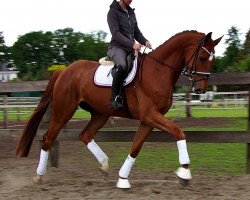 dressage horse Vespucci (Westphalian, 2016, from Villeneuve)