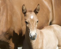 Dressurpferd Stute von Revolution / Sancisco (Westfale, 2021, von Revolution)