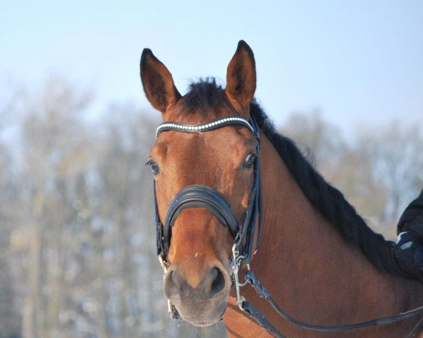 dressage horse Lord Loriot (Westphalian, 2006, from Lord Loxley I)