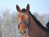 dressage horse Lord Loriot (Westphalian, 2006, from Lord Loxley I)