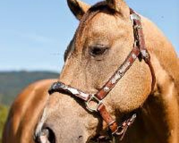 broodmare Bonitas Blondie Chex (Quarter Horse, 1998, from Doc Chex)