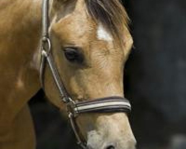 horse JCD Okies Angel (Quarter Horse, 2010, from Okie Isma Dad)