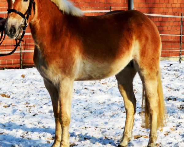 horse Belissimo's Boy (Haflinger, 2009, from Alpenstern)