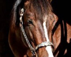 Pferd Golden Star Of Okie Lena (Quarter Horse, 2007, von Okie Isma Dad)