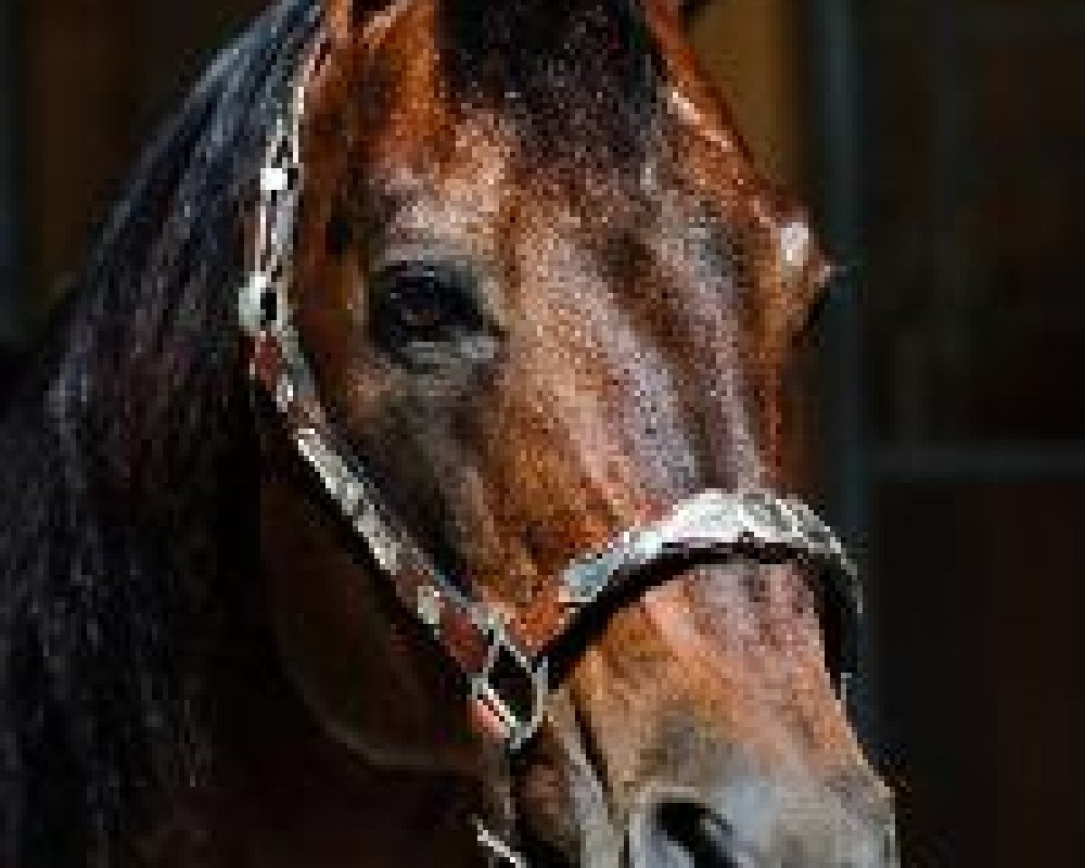 stallion Okie Isma Dad (Quarter Horse, 1986, from Docs Okie Quixote)