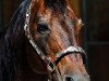 stallion Okie Isma Dad (Quarter Horse, 1986, from Docs Okie Quixote)