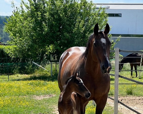 dressage horse Fürst Westerwald (Hanoverian, 2022, from Fürst Belissaro)