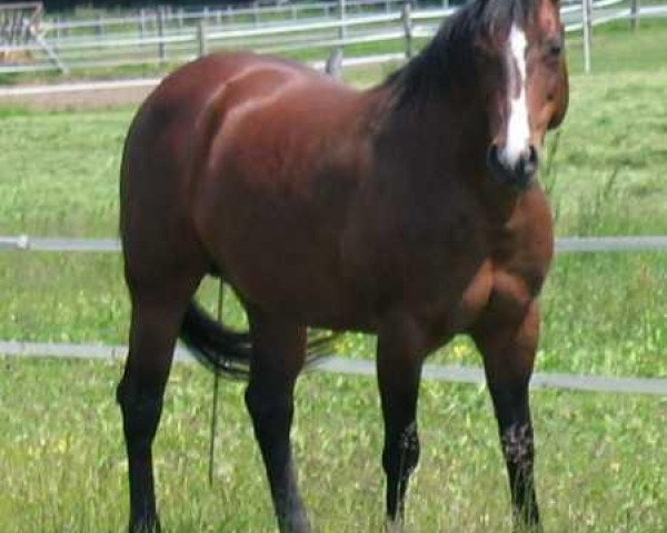 broodmare Buena Chex Bonnie (Quarter Horse, 1993, from Bueno Swiss Doc)