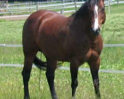 broodmare Buena Chex Bonnie (Quarter Horse, 1993, from Bueno Swiss Doc)