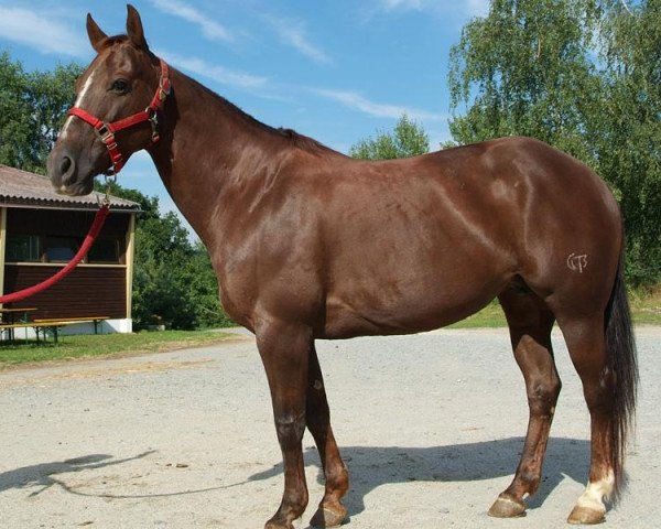 Zuchtstute Dualorilena (Quarter Horse, 1993, von Dual Pep)