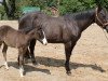 broodmare Little Aprilena (Quarter Horse, 1989, from Smart Little Lena)