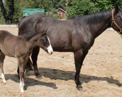 Zuchtstute Little Aprilena (Quarter Horse, 1989, von Smart Little Lena)