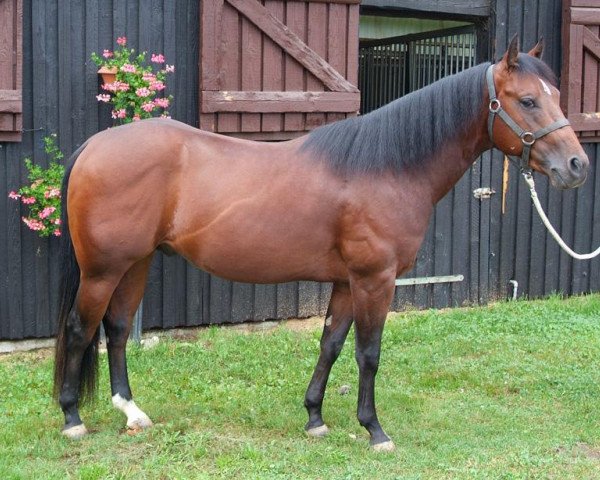 Pferd JCD Little Big John (Quarter Horse,  , von Okie Isma Dad)