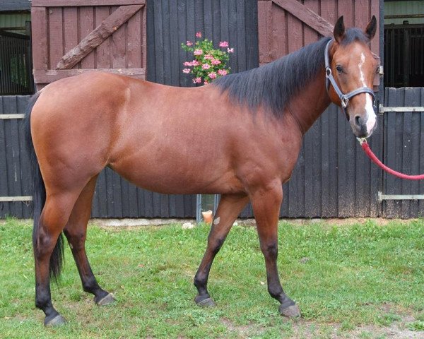 horse JCD Okie Sara (Quarter Horse,  , from Okie Isma Dad)