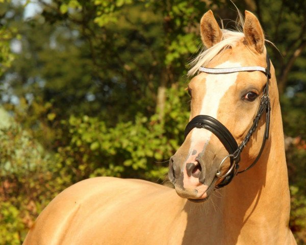 broodmare Dior's Daily Luck (German Riding Pony, 2009, from Dior)