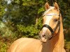 broodmare Dior's Daily Luck (German Riding Pony, 2009, from Dior)