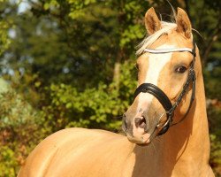 dressage horse Dior's Daily Luck (Deutsches Reitpony, 2009, from Dior)