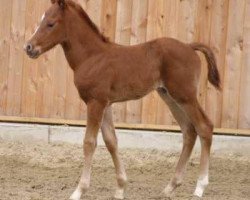 Pferd Dualcharlie O'Curtis (Quarter Horse, 2008, von Okie Isma Dad)