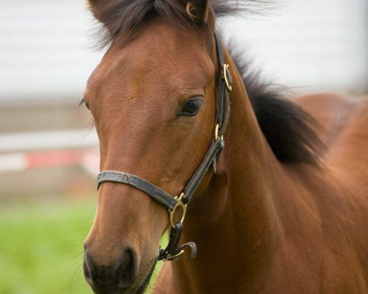 horse Lilly April O'Curtis (Quarter Horse, 2008, from Okie Isma Dad)