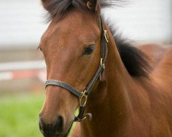 Pferd Lilly April O'Curtis (Quarter Horse, 2008, von Okie Isma Dad)