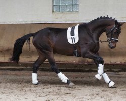 dressage horse Gentleman 276 (Westphalian, 2020, from Glamourdale)