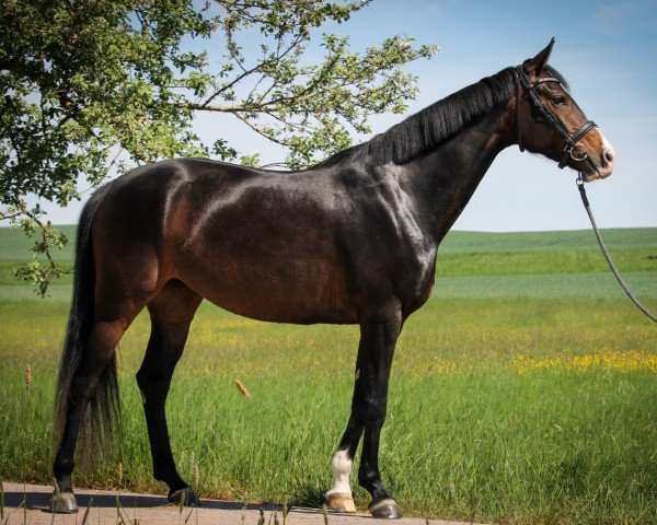 broodmare Chiara Curiosa (German Sport Horse, 2018, from Diamond Ruby)