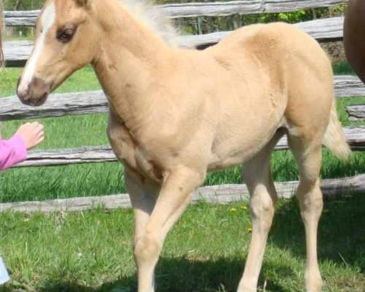 Pferd Hot Smokin Kid (Quarter Horse, 2008, von Hot Smokin Chex)