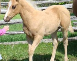 Pferd Hot Smokin Kid (Quarter Horse, 2008, von Hot Smokin Chex)