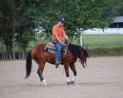 Pferd Nucastle Brown (Quarter Horse, 2007, von Hot Smokin Chex)