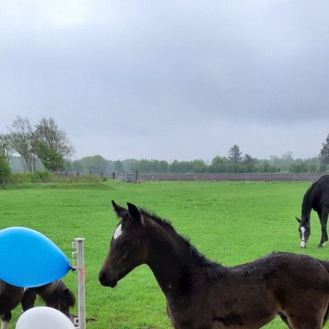 dressage horse Fiona (Holsteiner, 2021, from Fidano)