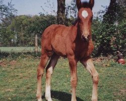 horse Beasti (Oldenburger Springpferd, 2009, from Prinzenadel)