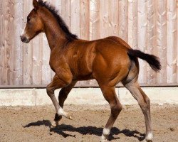 Pferd Hot Smoke O Curtis (Quarter Horse, 2009, von Hot Smokin Chex)