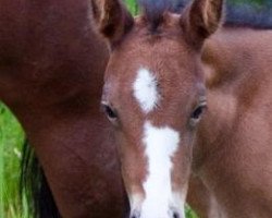 Zuchtstute Candle Smoke O'Curtis (Quarter Horse, 2009, von Hot Smokin Chex)