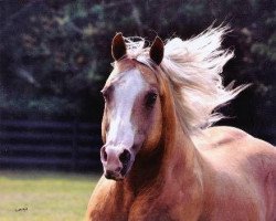 Deckhengst Nu Chex To Cash (Quarter Horse, 1990, von Nu Cash)