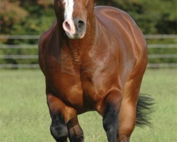 Deckhengst Hot Smokin Chex (Quarter Horse, 2001, von Nu Chex To Cash)