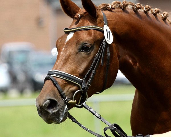 broodmare Sashou (Westphalian, 2009, from Scolari)