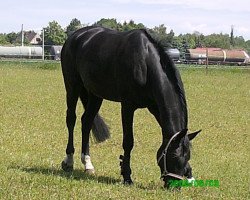 Pferd Wirbelsturm 11 (Sachse, 2001, von Weltstern)