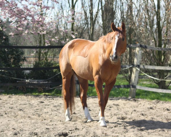 broodmare Finesse (Hanoverian, 2003, from Fürst Heinrich)