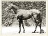 stallion Radium xx (Thoroughbred, 1903, from Bend Or xx)