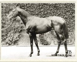 stallion Radium xx (Thoroughbred, 1903, from Bend Or xx)