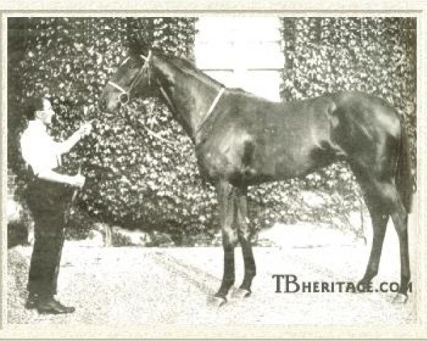 stallion Phalaris xx (Thoroughbred, 1913, from Polymelus xx)